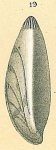 Saracenaria latifrons