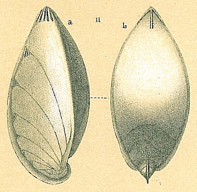 Saracenaria latifrons Saracenaria latifrons