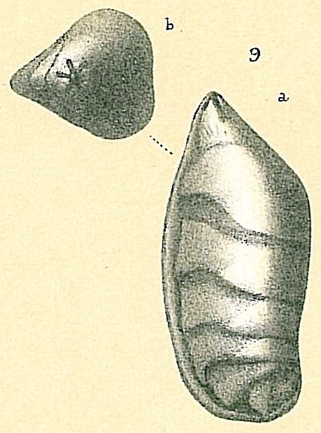 Saracenaria volpicellii Saracenaria volpicellii