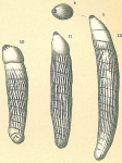 Vaginulina americana