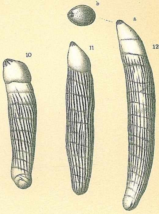 Vaginulina americana Vaginulina americana