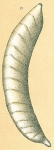 Vaginulina arquata
