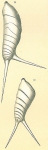 Vaginulina spinigera