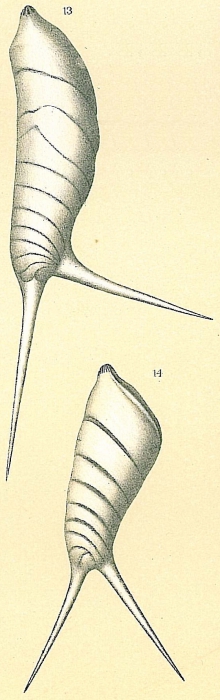 Vaginulina spinigera Vaginulina spinigera
