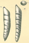Vaginulina subelegans