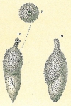Francuscia extensa