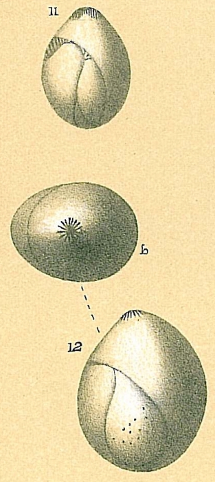 Globulina gibba Globulina gibba