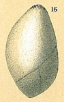 Globulina minuta