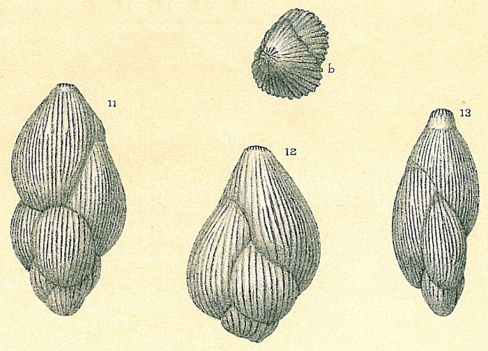 Globulina regina Globulina regina