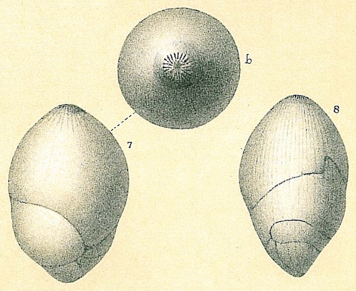 Globulina rotundata Globulina rotundata