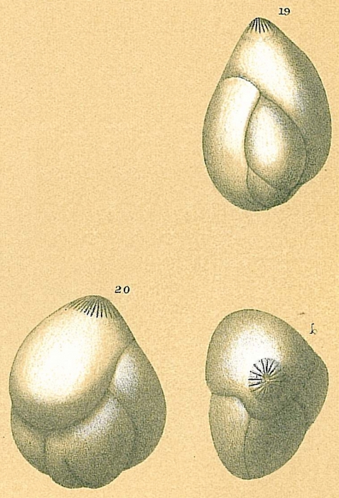Guttulina communis Guttulina communis