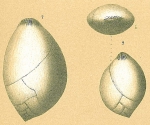 Guttulina ovata