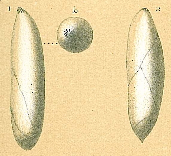 Pyrulina angusta Pyrulina angusta