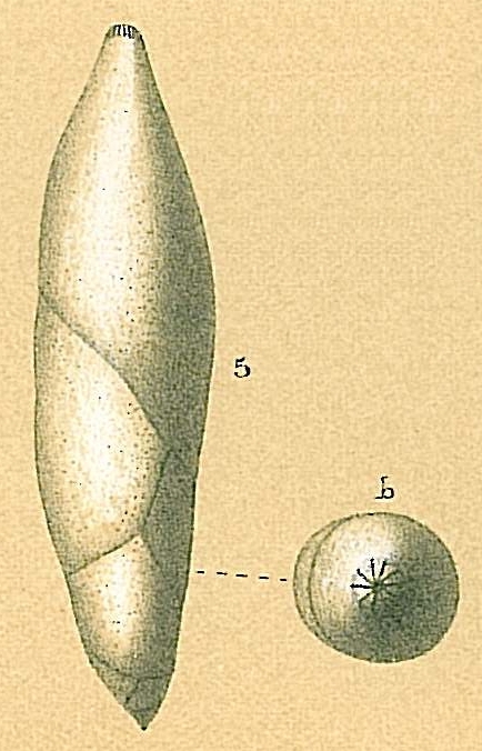 Pyrulina cylindroides Pyrulina cylindroides