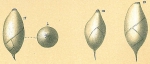 Pyrulina fusiformis