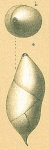 Pyrulina fusiformis