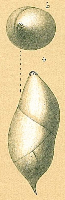 Pyrulina fusiformis Pyrulina fusiformis
