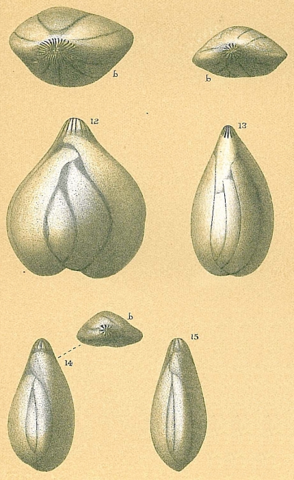 Sigmoidella elegantissima Sigmoidella elegantissima