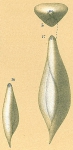 Sigmoidella seguenzana