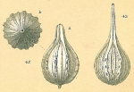 Cushmanina desmophora