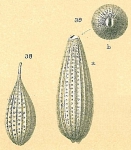 Cushmanina feildeniana