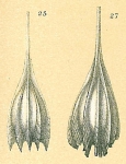 Cushmanina plumigera