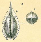 Cushmanina quadralata