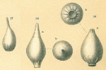 Cushmanina stelligera