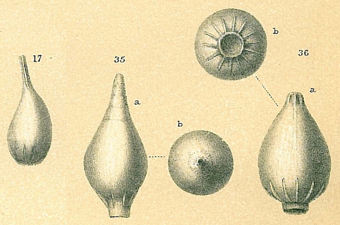 Cushmanina stelligera Cushmanina stelligera