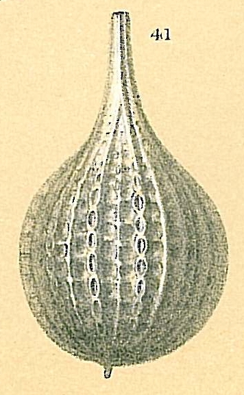 Cushmanina torquata Cushmanina torquata