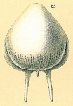Fissurina caudigera