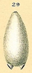 Fissurina auriculata