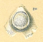 Fissurina baccata