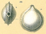 Fissurina bradii