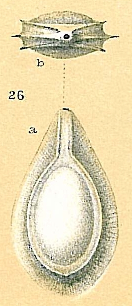 Fissurina bradyiformata Fissurina bradyiformata