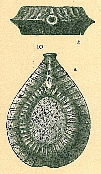 Fissurina brevis Fissurina brevis
