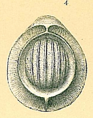 Fissurina clathrata Fissurina clathrata