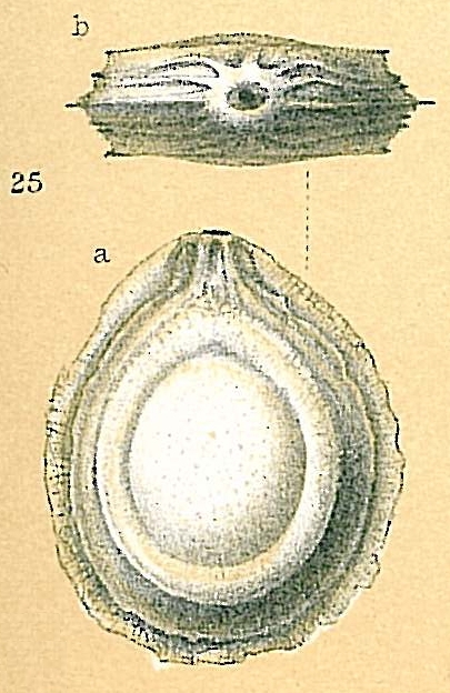Fissurina cucullata Fissurina cucullata