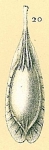 Fissurina foliformis