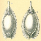 Fissurina stschedrinae not Fissurina formosa