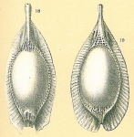 Fissurina stschedrinae not Fissurina formosa