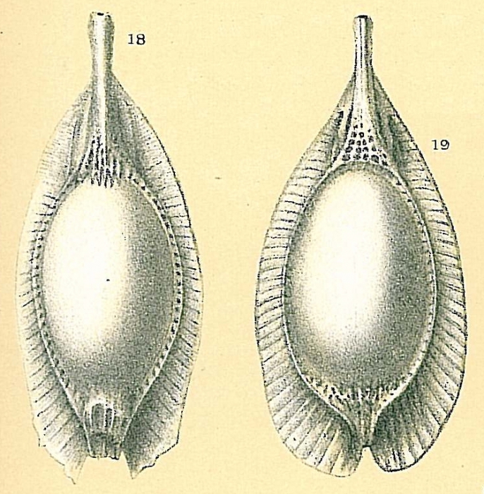 Fissurina stschedrinae not Fissurina formosa Fissurina stschedrinae not Fissurina formosa