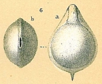 Fissurina incomposita