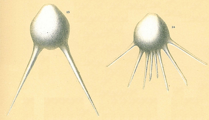 Fissurina longispina Fissurina longispina
