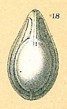 Fissurina orbignyana Fissurina orbignyana