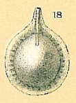 Fissurina pacifica