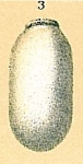 Fissurina quadrata