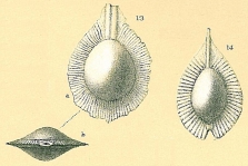 Fissurina radiata, author: Tomas Cedhagen