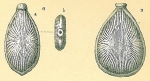 Fissurina radiatomarginata
