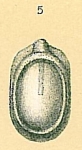 Fissurina rizzae
